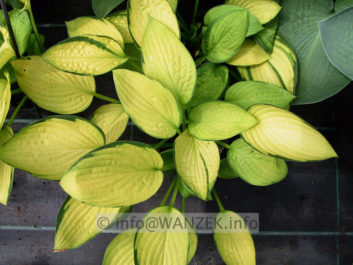 Hosta Hybride Janet 02.jpg